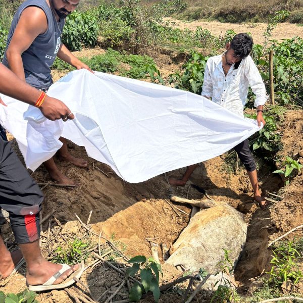 मृत गोवंश का विधि-विधान से किया अंतिम संस्कार