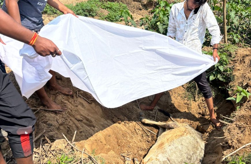 मृत गोवंश का विधि-विधान से किया अंतिम संस्कार