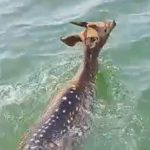 A deer strayed into Konar Dam and was safely rescued by fishermen.