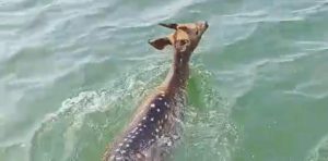 A deer strayed into Konar Dam and was safely rescued by fishermen.