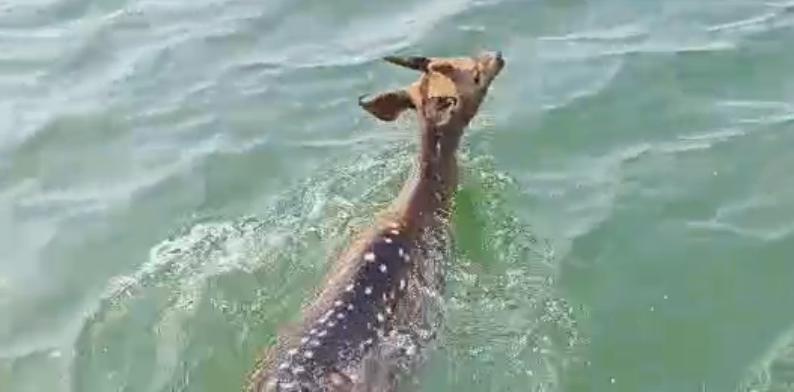 A deer strayed into Konar Dam and was safely rescued by fishermen.