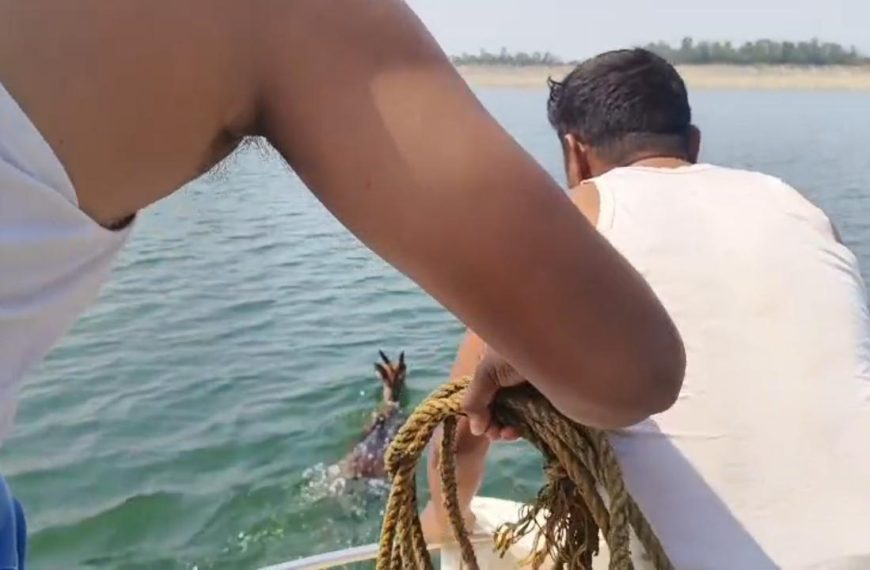 A deer strayed into Konar Dam and was safely rescued by fishermen.