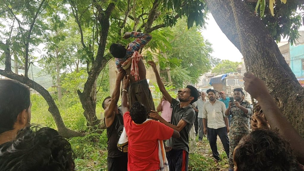 Mango Tree