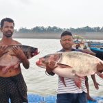 Gomia: Massive 'Briket' fish weighing 42 kg and 26 kg caught in the Konar Dam reservoir; crowds flocked to see them.