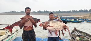 Gomia: Massive 'Briket' fish weighing 42 kg and 26 kg caught in the Konar Dam reservoir; crowds flocked to see them.