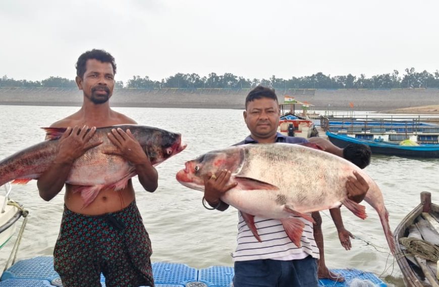 Gomia: Massive 'Briket' fish weighing 42 kg and 26 kg caught in the Konar Dam reservoir; crowds flocked to see them.