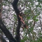 Gomia: Lightning strikes a Peepal tree within the premises of the Sadam Sankat Mochan Temple; people narrowly escape.