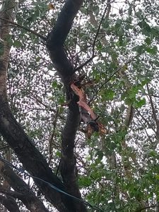 Gomia: Lightning strikes a Peepal tree within the premises of the Sadam Sankat Mochan Temple; people narrowly escape.