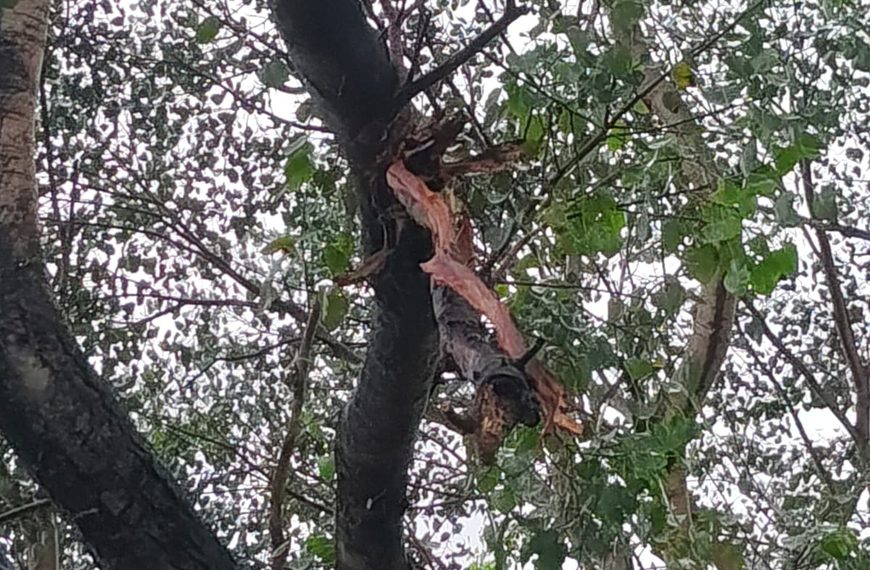 Gomia: Lightning strikes a Peepal tree within the premises of the Sadam Sankat Mochan Temple; people narrowly escape.