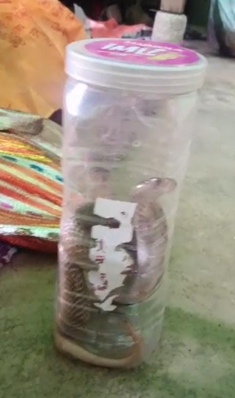 Gomia Snake
