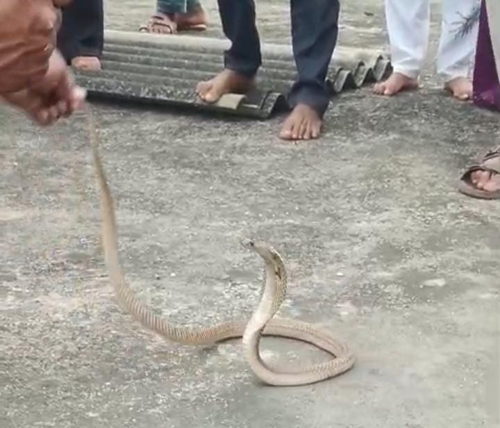 Snake