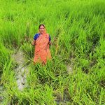 Gomia: Herd of elephants wreaks havoc in Gomia's Tilaiya Panchayat; several acres of paddy crops destroyed.