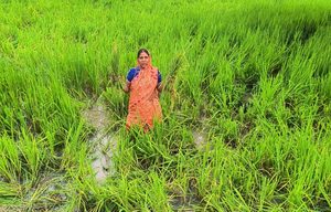 Gomia: Herd of elephants wreaks havoc in Gomia's Tilaiya Panchayat; several acres of paddy crops destroyed.
