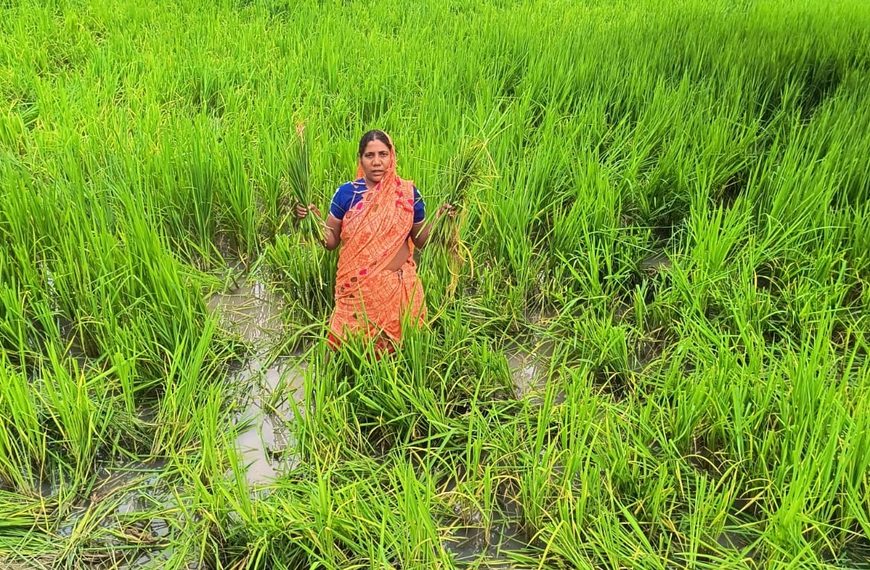 Gomia: Herd of elephants wreaks havoc in Gomia's Tilaiya Panchayat; several acres of paddy crops destroyed.