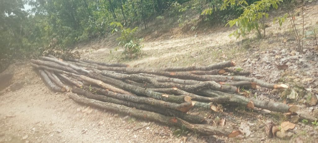 Forest