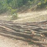 Gomia: Illegal felling of trees is rampant in Barki Sidhabara, Gomia; wildlife also faces a looming threat.
