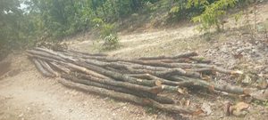 Gomia: Illegal felling of trees is rampant in Barki Sidhabara, Gomia; wildlife also faces a looming threat.