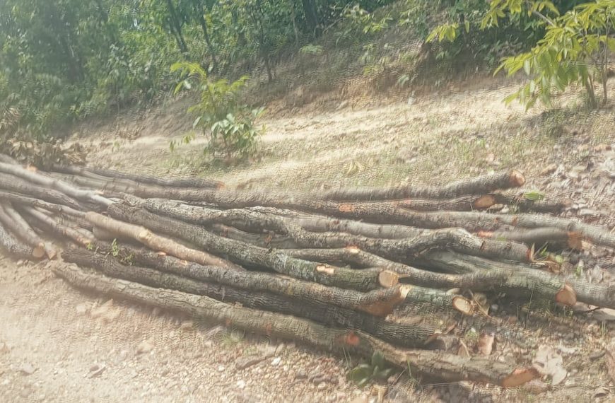 Gomia: Illegal felling of trees is rampant in Barki Sidhabara, Gomia; wildlife also faces a looming threat.